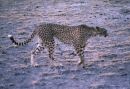 Cheetah